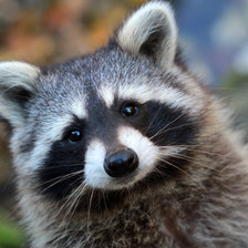 Схема вышивки «Енот»