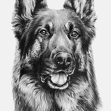 Схема вышивки «Немецкая овчарка. Набросок»