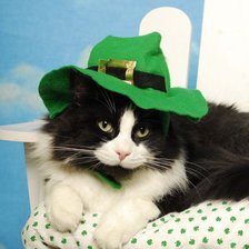 Схема вышивки «Кот»