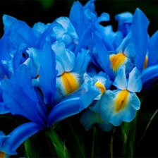 Схема вышивки «Голубые ирисы»