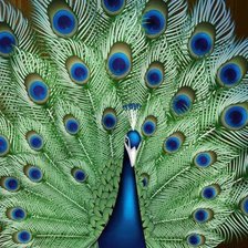 Pavo Real