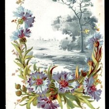 Схема вышивки «Васильки»