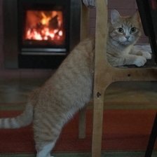 Схема вышивки «Кошка Ресси»