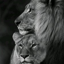 Схема вышивки «Пара львов»