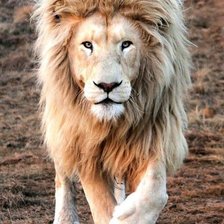 Схема вышивки «Белый лев»