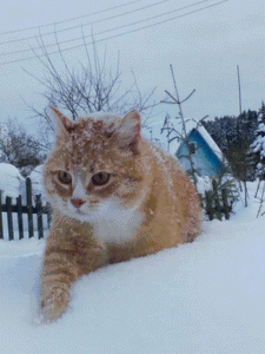 Кошка Ресси - зима, кот, природа, снег, кошка - предпросмотр