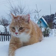 Схема вышивки «Кошка Ресси»