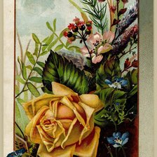 Схема вышивки «Королева цветов»