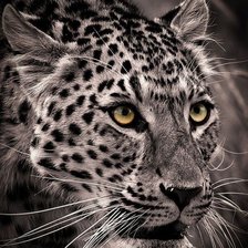 Схема вышивки «Леопард»