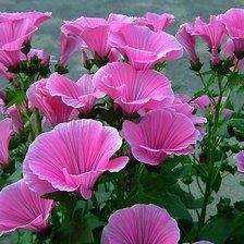 Схема вышивки «Лаватера»