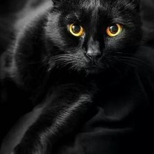 Схема вышивки «Черная красавица»