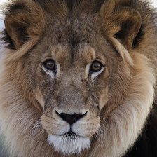 Схема вышивки «Лев»