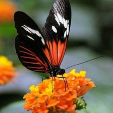 Схема вышивки «Бабочка»