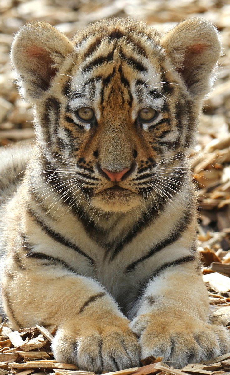 Тигрёнок - оригинал