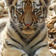 Схема вышивки «Тигрёнок»