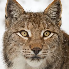 Схема вышивки «Рысь»