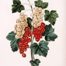 Схема вышивки «Смородина»