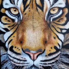 Схема вышивки «Тигр»