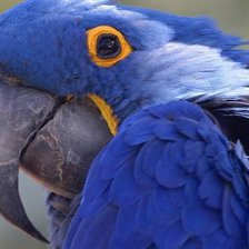 Схема вышивки «ара»