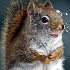 Схема вышивки «Белка»