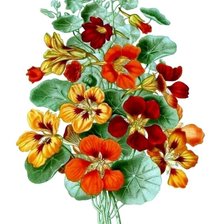 Схема вышивки «Настурция»