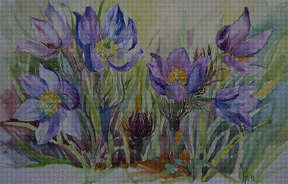 Сон-трава - весна, цветы, сон-трава - предпросмотр