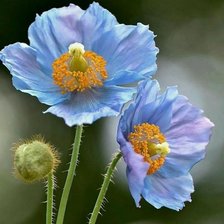 Схема вышивки «Голубые маки»