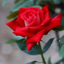 Схема вышивки «Роза»