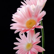 Схема вышивки «Герберы»