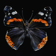 Схема вышивки «Бабочка»