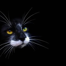 Схема вышивки «Кот»