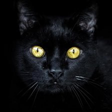 Схема вышивки «Кот»