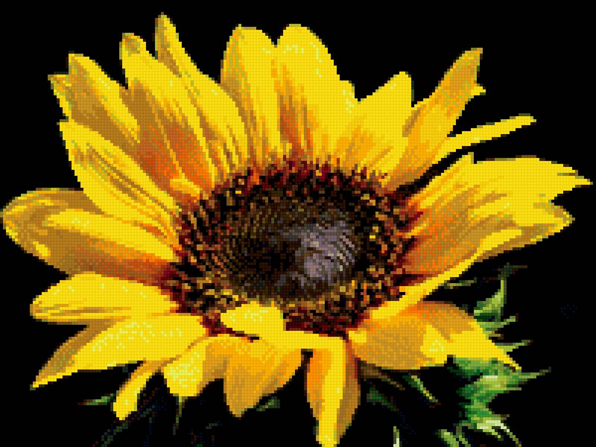 Подсолнух - черный, цветы, подсолнух - предпросмотр