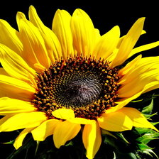 Схема вышивки «Подсолнух»