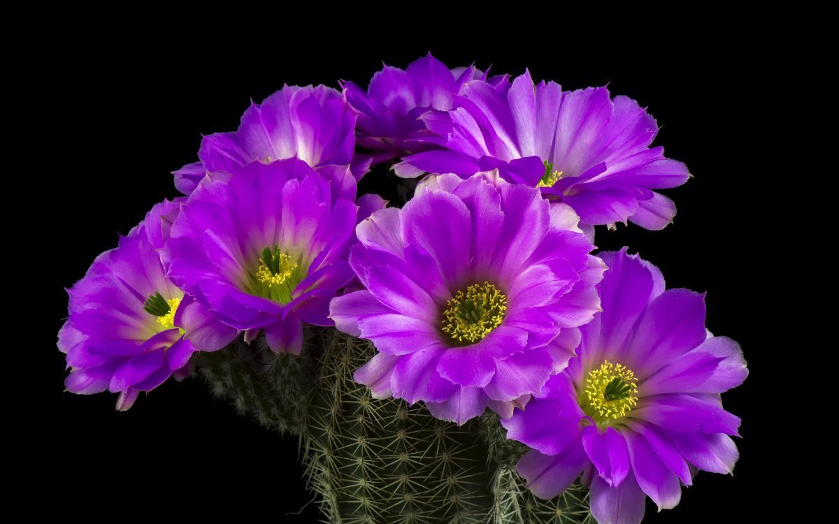 Кактус - цветы, черный - оригинал