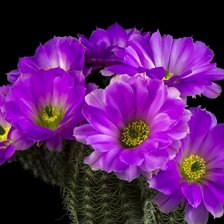 Схема вышивки «Кактус»