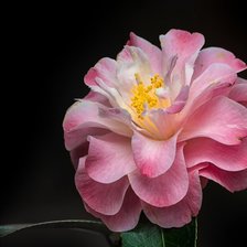 Схема вышивки «Цветок»