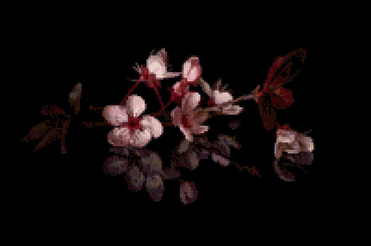 Цветы - отражение, черный, цветы - предпросмотр