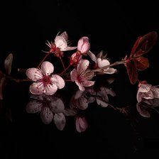 Схема вышивки «Цветы»