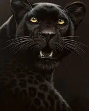 Схема вышивки «Пантера»