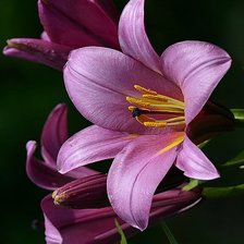 Схема вышивки «Лилия»