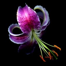 Схема вышивки «Лилия»