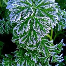 Схема вышивки «Иней»