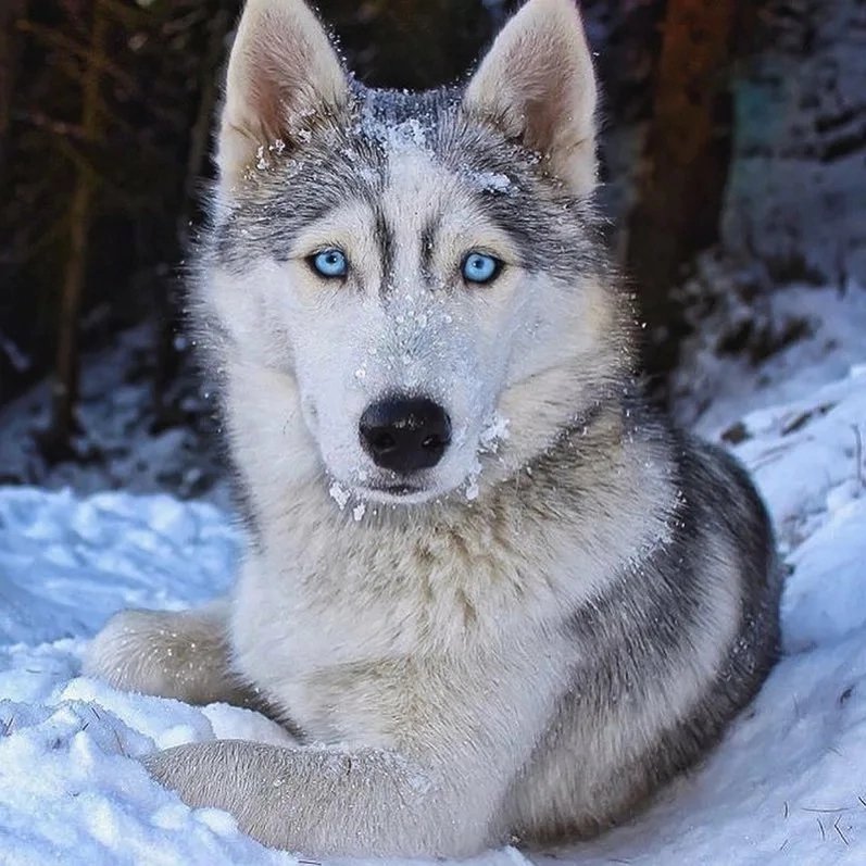 Волк - зима, снег, волк, лес - оригинал