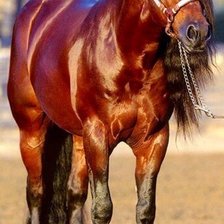 Схема вышивки «Лошадь»