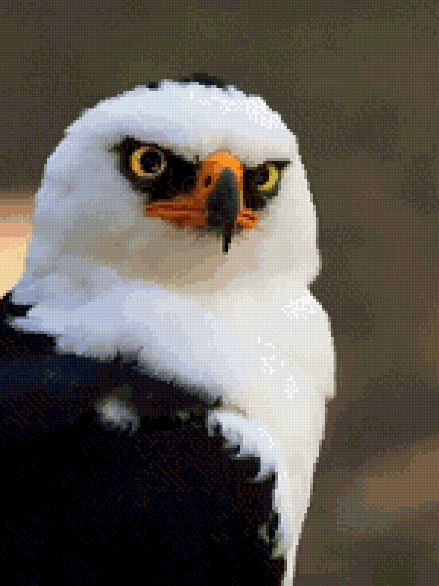 Орёл - орел, птица - предпросмотр