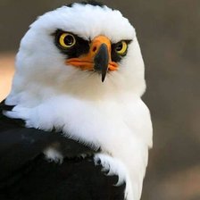 Схема вышивки «Орёл»