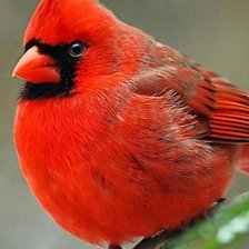 Схема вышивки «Кардинал»