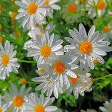 Схема вышивки «Ромашки»