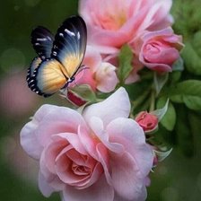 Схема вышивки «Бабочка и роза»